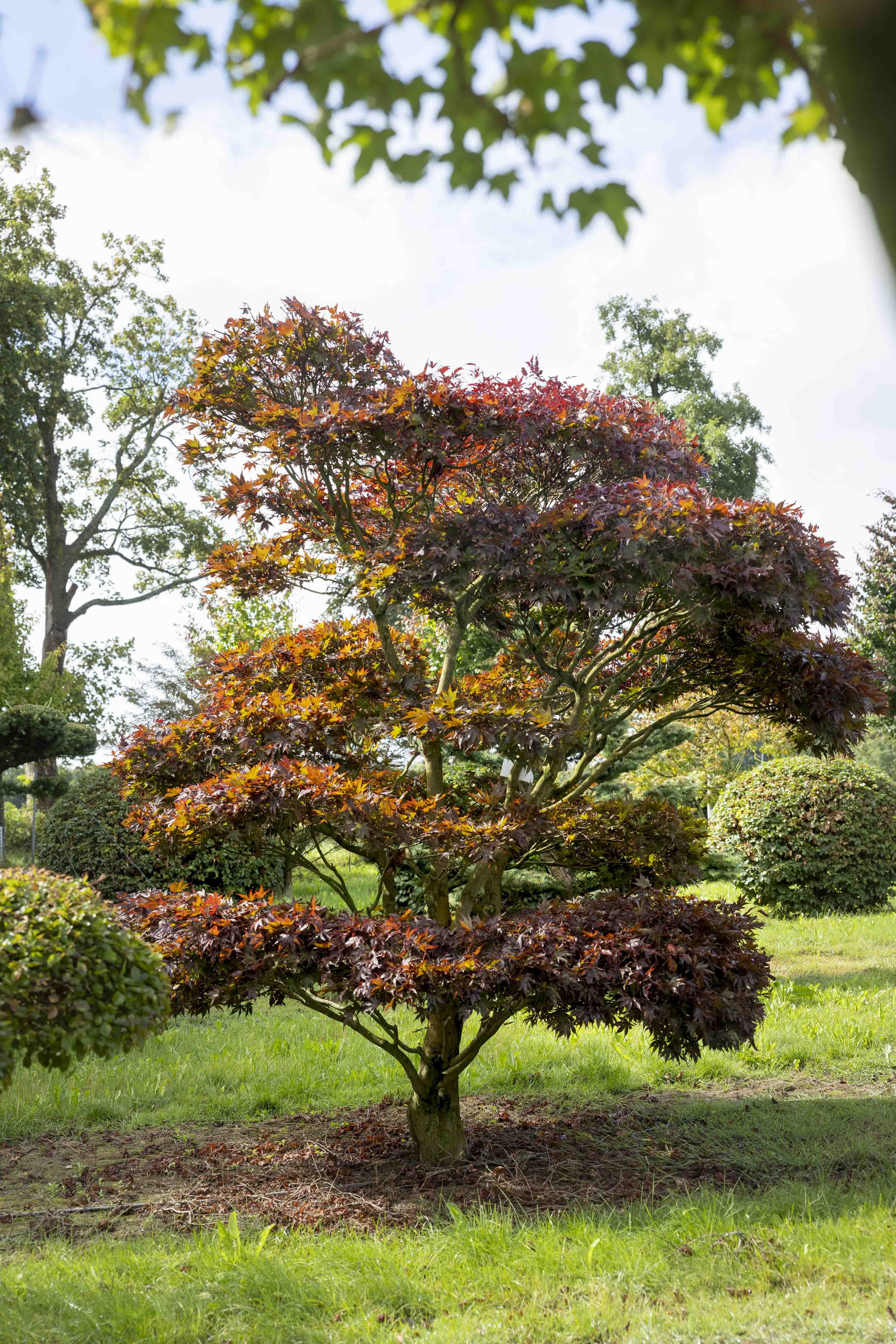 Acer palmatum 'Atropurpureum' Bonsai 